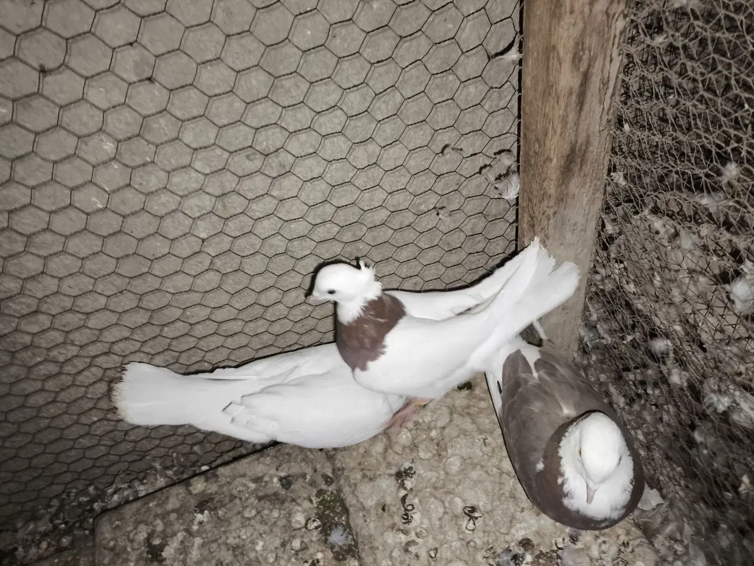 کبوتر|پرنده|زابل, |دیوار