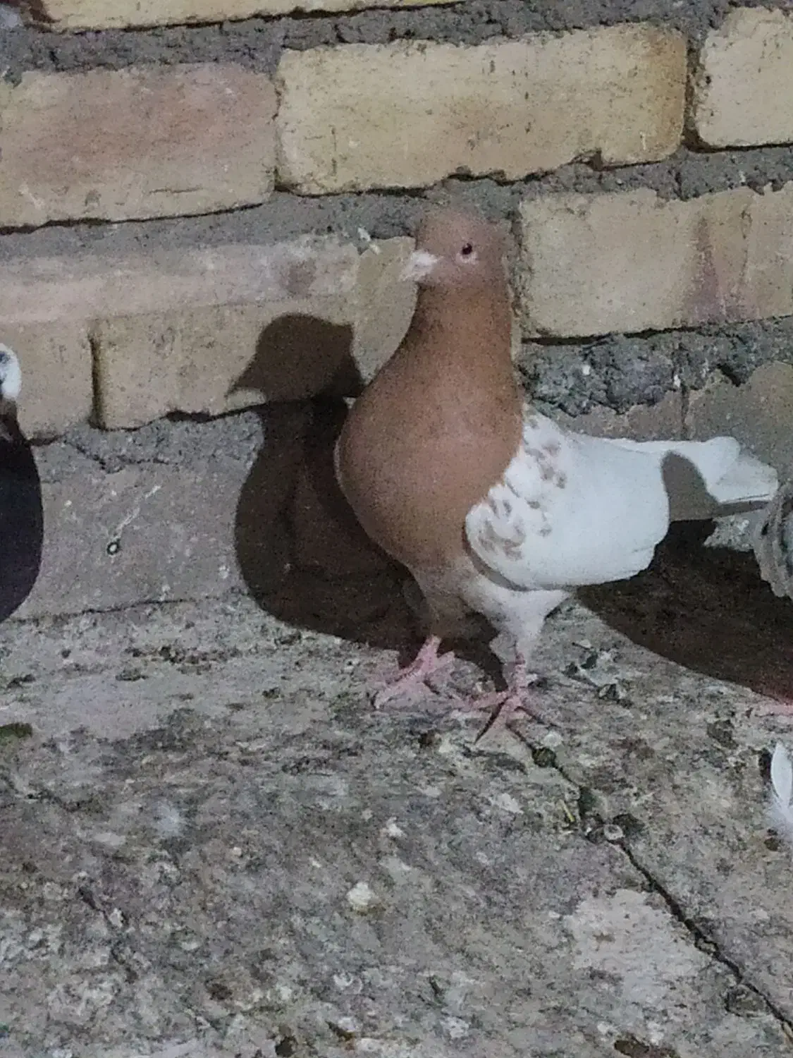 کبوتر هفت رنگ وکله زردفروشی|پرنده|تاکستان, |دیوار