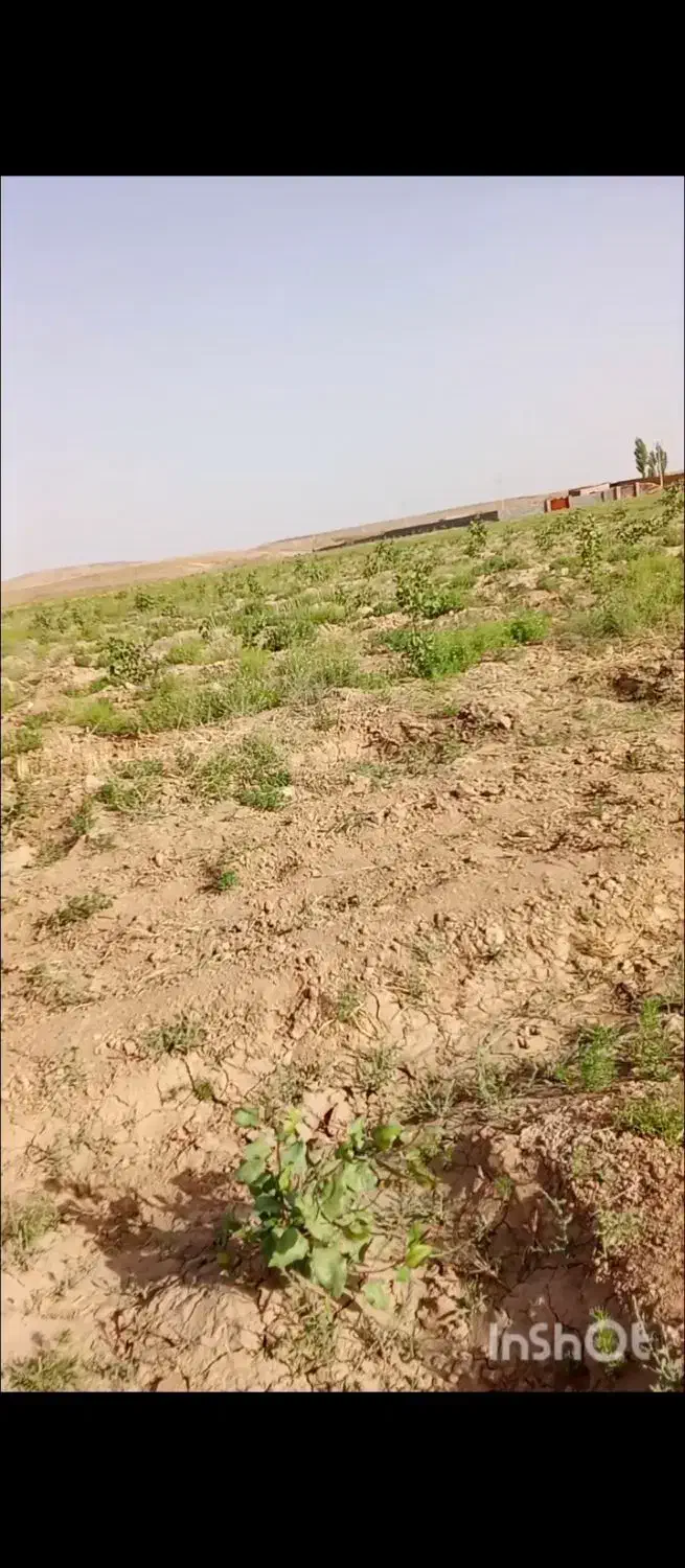3330متر زمین یک ساعت آب در روستا درخت بسته|فروش دفتر صنعتی، کشاورزی، تجاری|رضویه, |دیوار