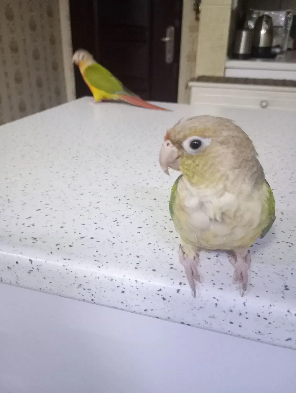 دو عدد طوطی گرینچیک سخنگو|پرنده|اهواز, ۲۰۰۰واحدی|دیوار