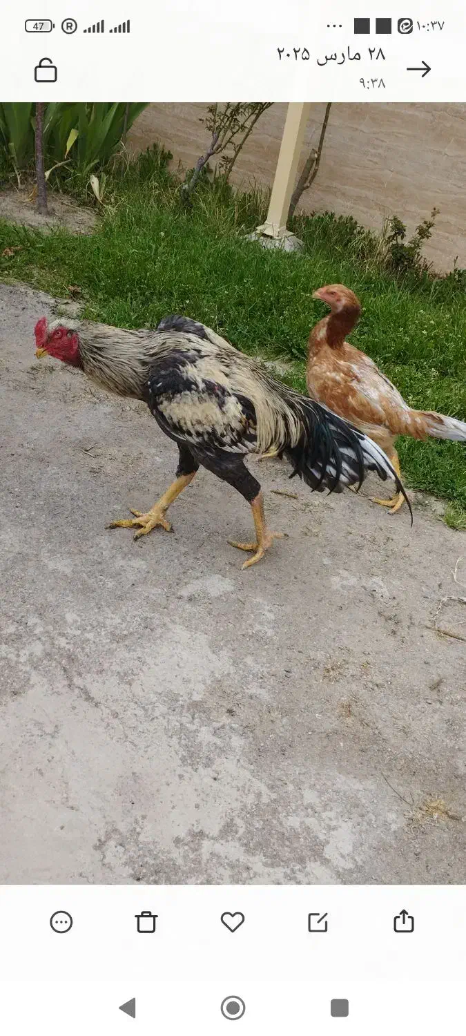 خروس ومرغ لاری جوان|حیوانات مزرعه|محمدیه-قزوین, |دیوار