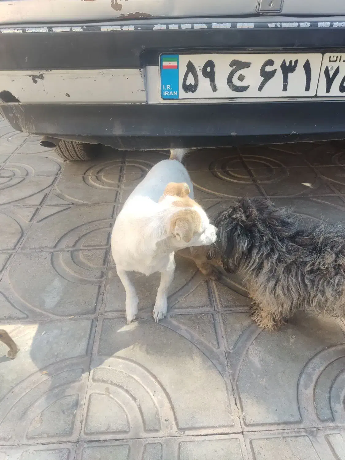 دوتا پا کوتا دارم  هر دو ماده|سگ|بم, |دیوار