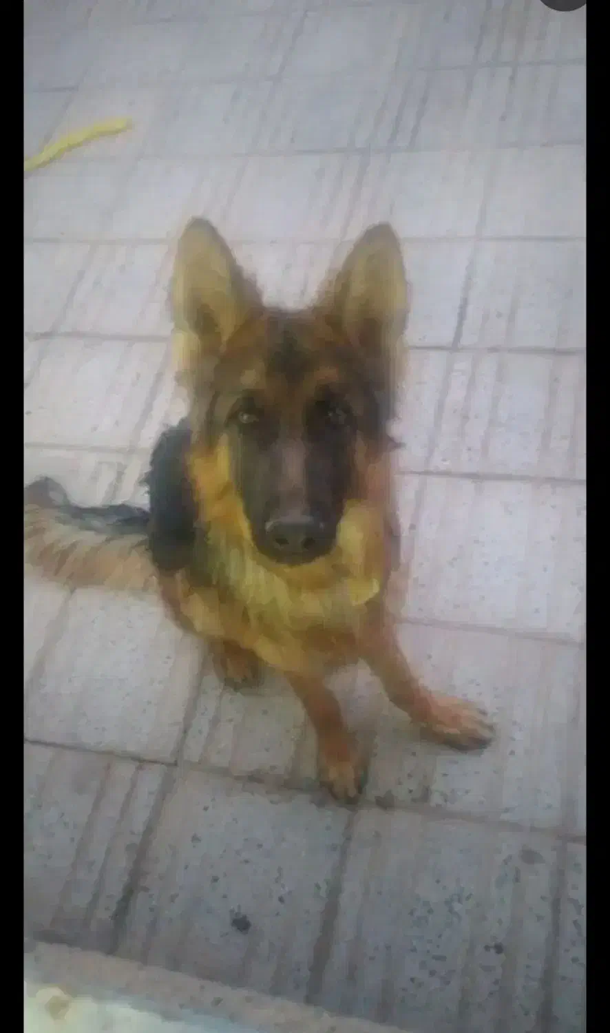 سگ ژرمن اصل ماده|سگ|فارسان, |دیوار