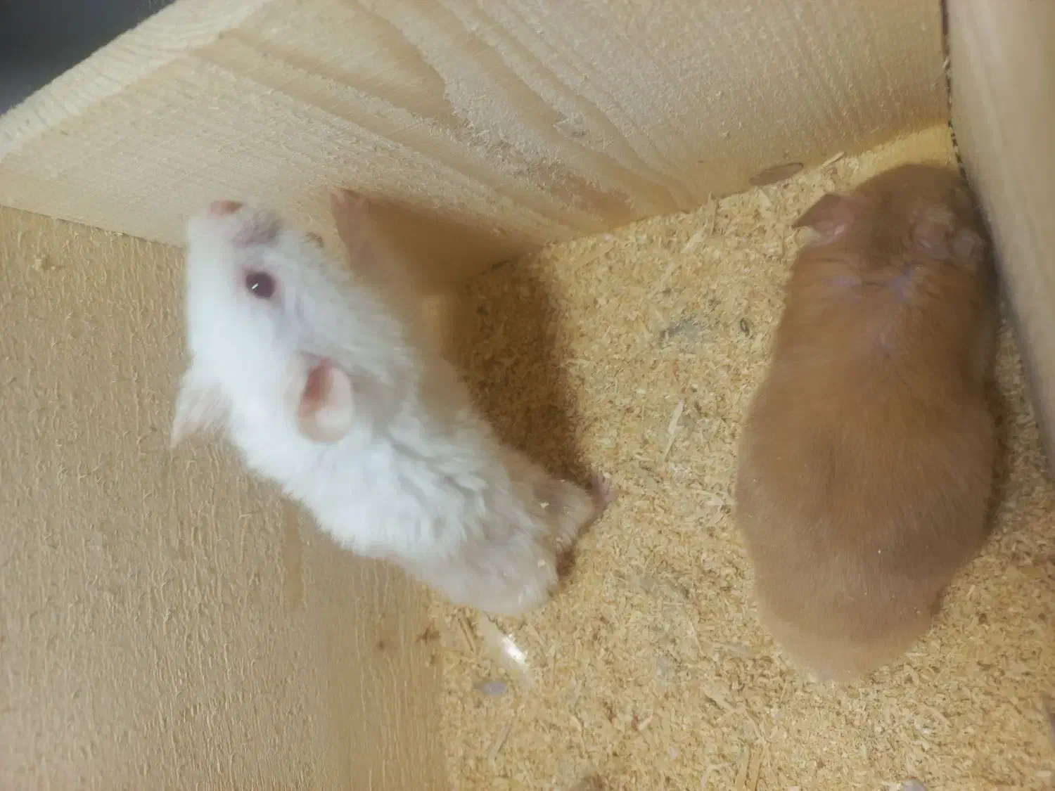 همستر|موش و خرگوش|لنگرود, |دیوار