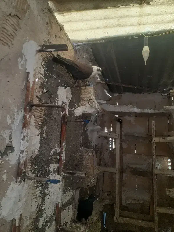 کفتر|پرنده|مشهد, باغ فراگرد|دیوار