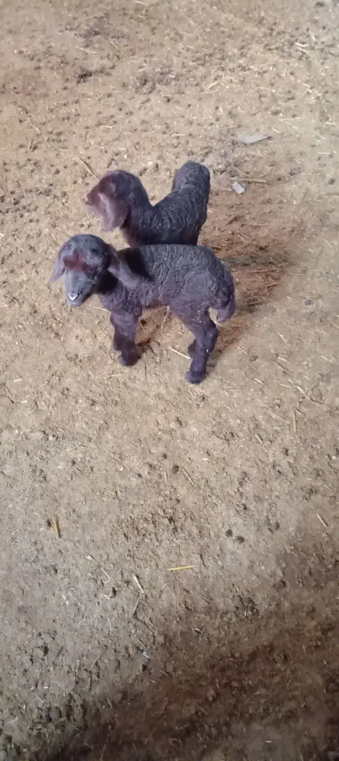 بره نر|حیوانات مزرعه|محمدبار, |دیوار