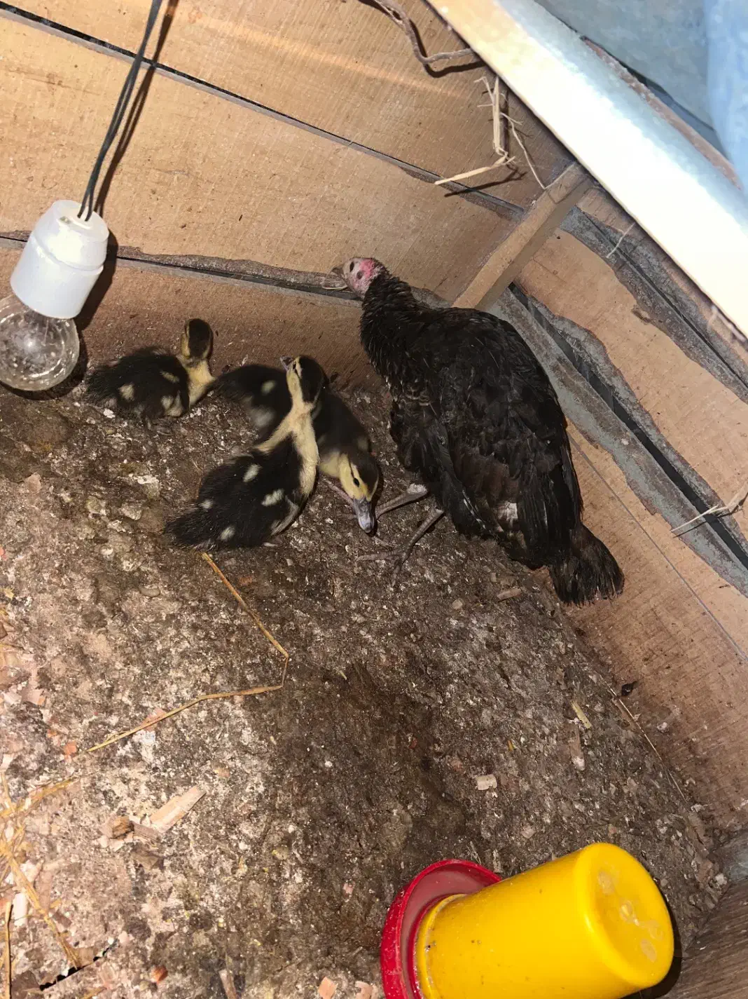 سه عدد اردک اسرائیلی با یک عدد بقلمون|حیوانات مزرعه|تالش, جوکندان|دیوار