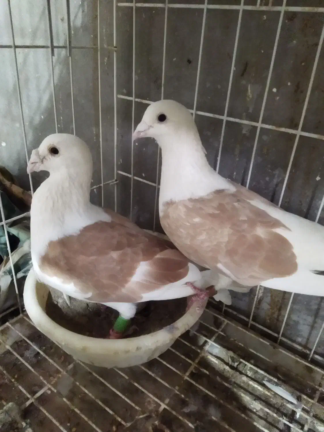 کبوتر|پرنده|شبانکاره, |دیوار