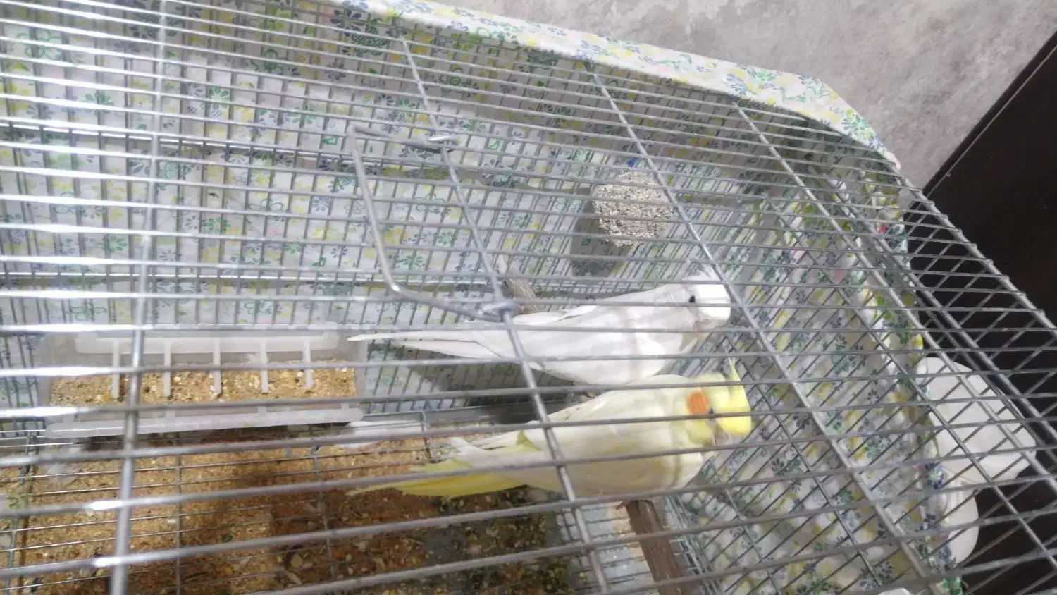 عروس هلندی مولد|پرنده|شهرضا, |دیوار