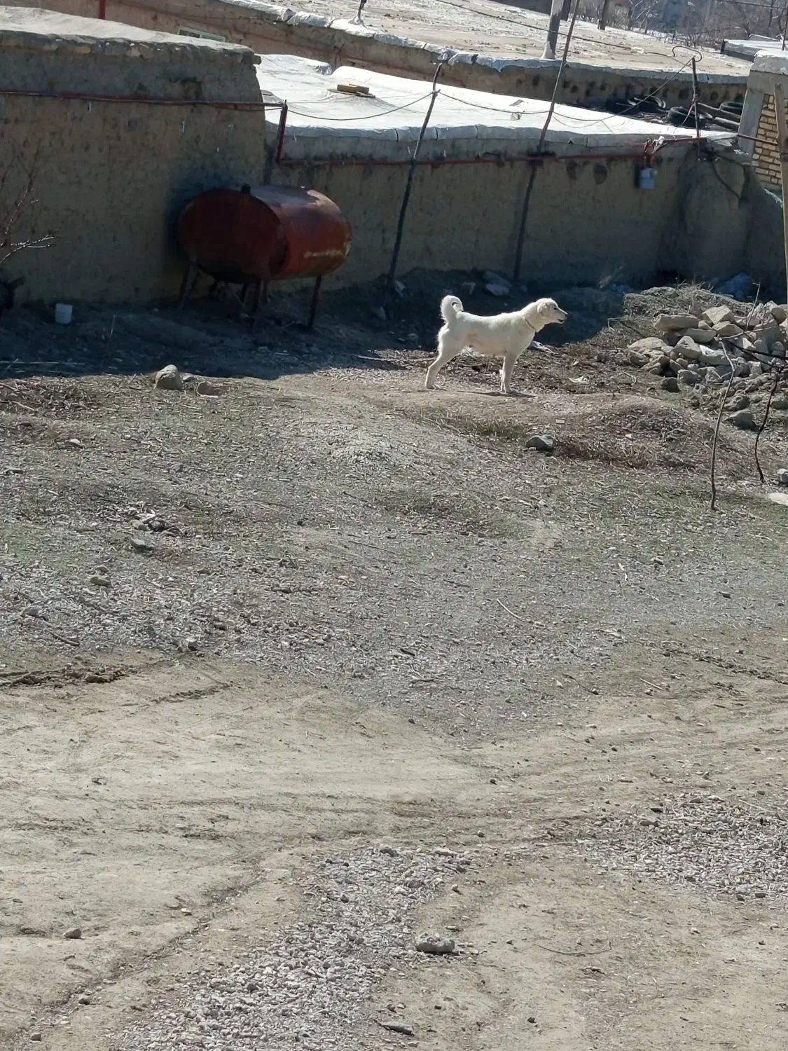 سگ ماد|سگ|آشخانه, |دیوار