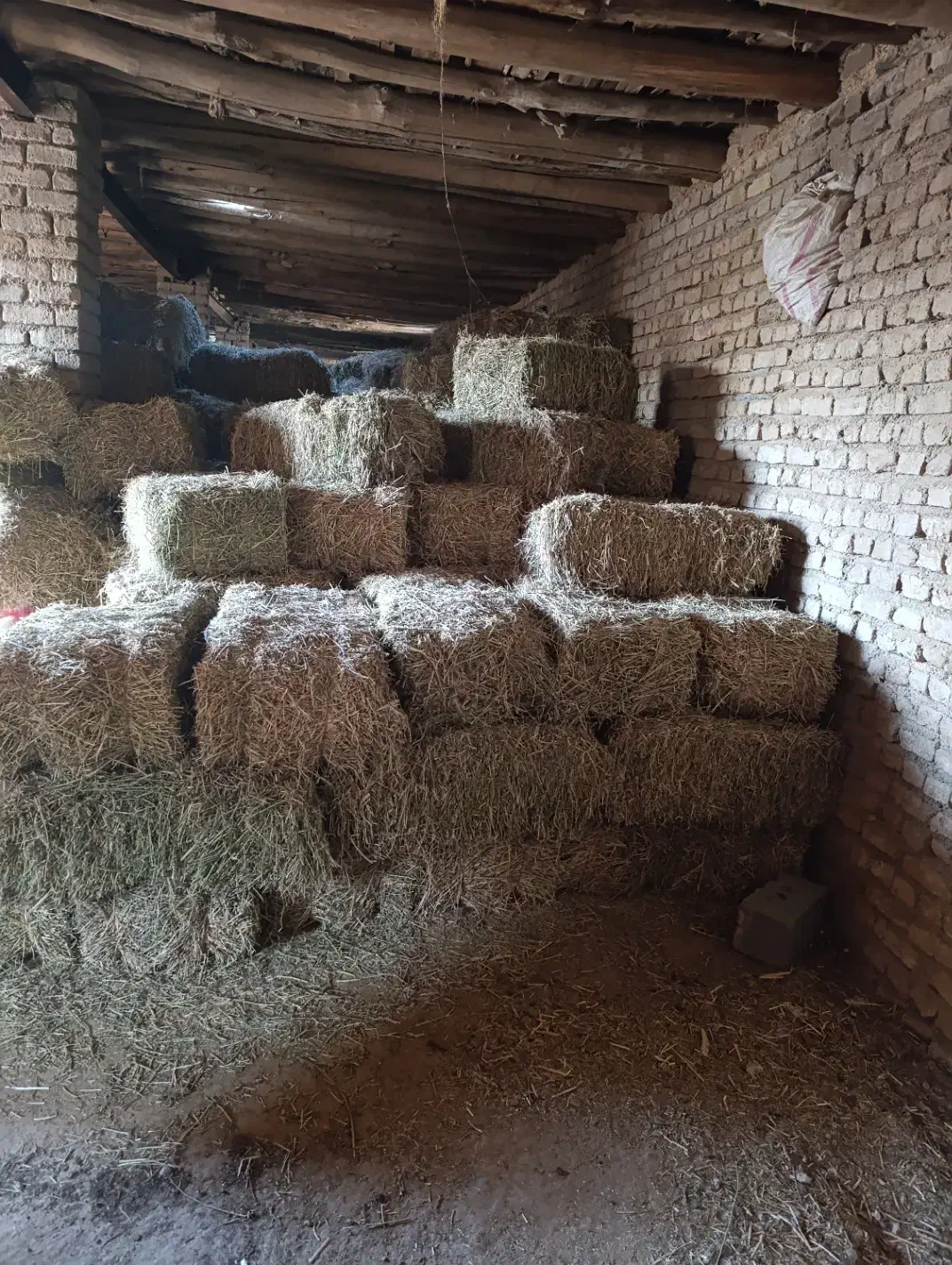 یک تن پرس یونجه موجود است|حیوانات مزرعه|شیروان (خراسان), |دیوار