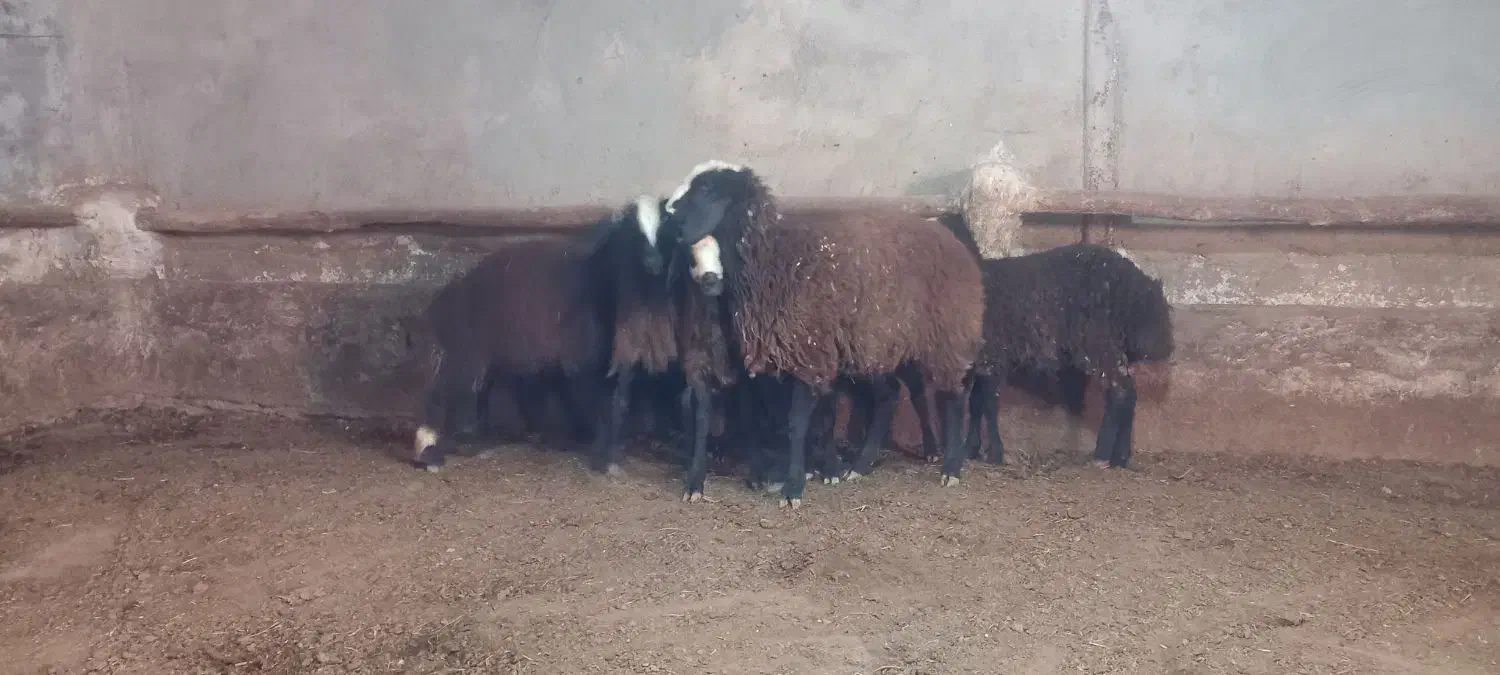 گوسفند شال|حیوانات مزرعه|تاکستان, |دیوار