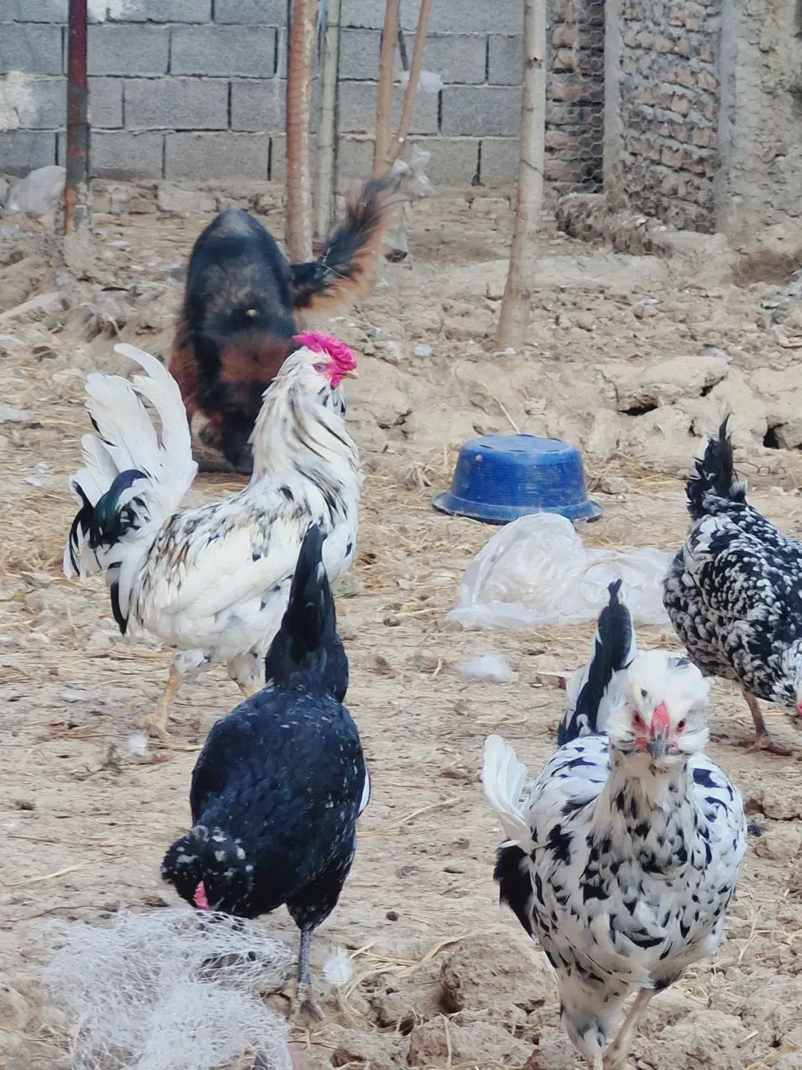 تخم نطفه دار مرغ گلین اصل|حیوانات مزرعه|گرگان, |دیوار