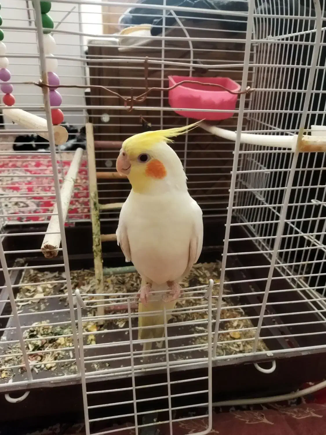 عروس هلندی|پرنده|کرمان, |دیوار