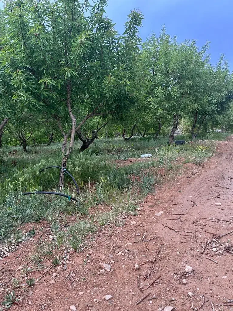 باغ بادام شوراب صغیر منطقه پل زمانخان|فروش دفتر صنعتی، کشاورزی، تجاری|سامان, |دیوار