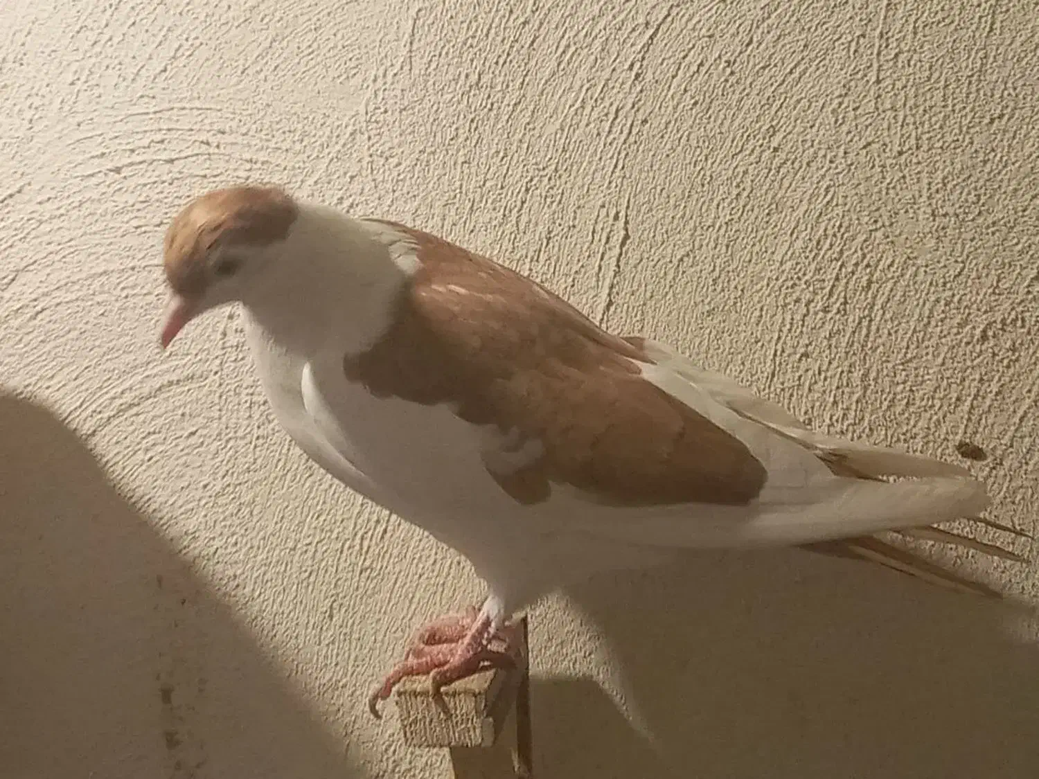 کبوتر|پرنده|مشهد, امیریه|دیوار