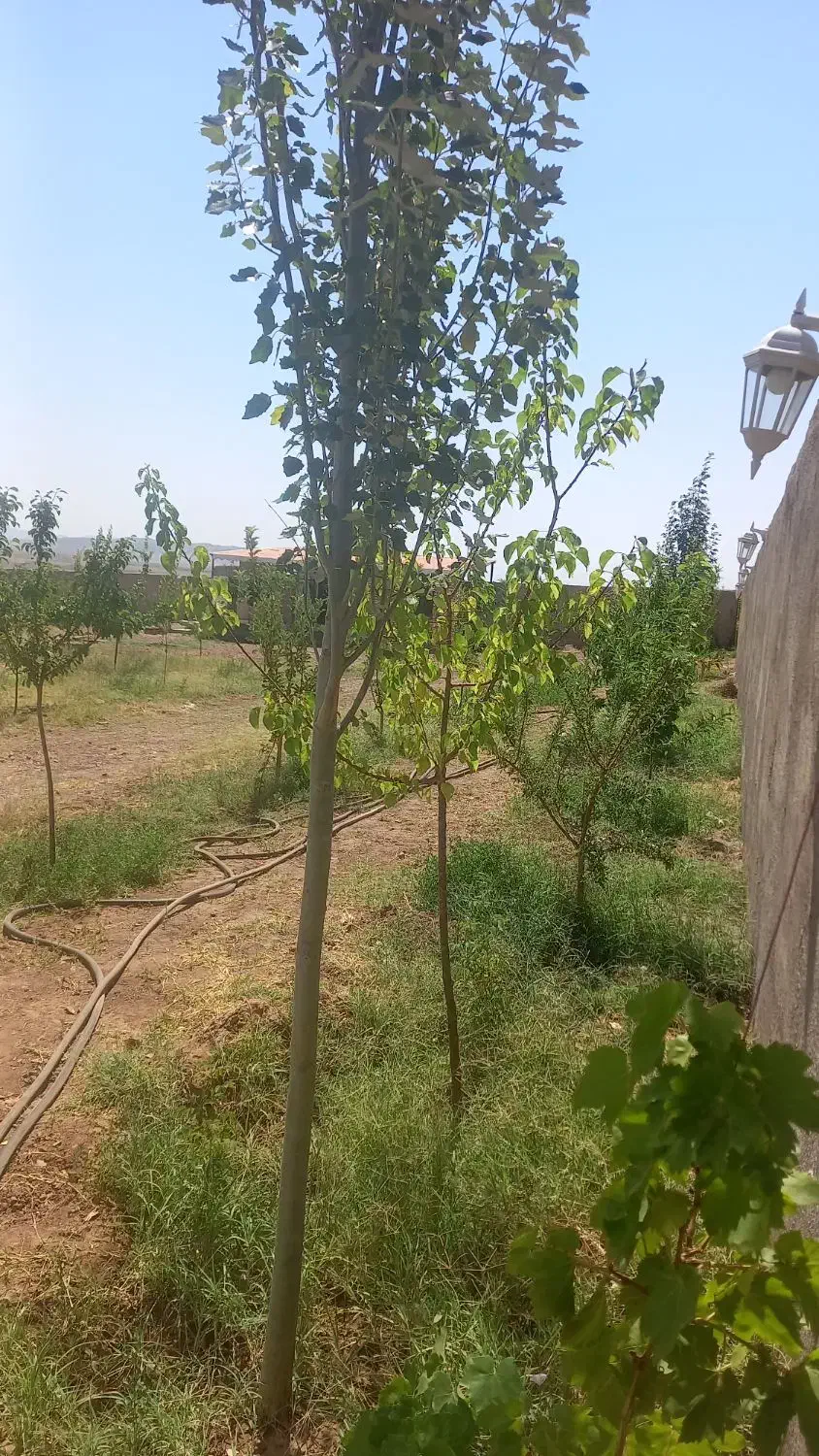 باغ با حصار کامل برق دار ۵۰۰متر|فروش زمین و ملک کلنگی|صوفیان, |دیوار