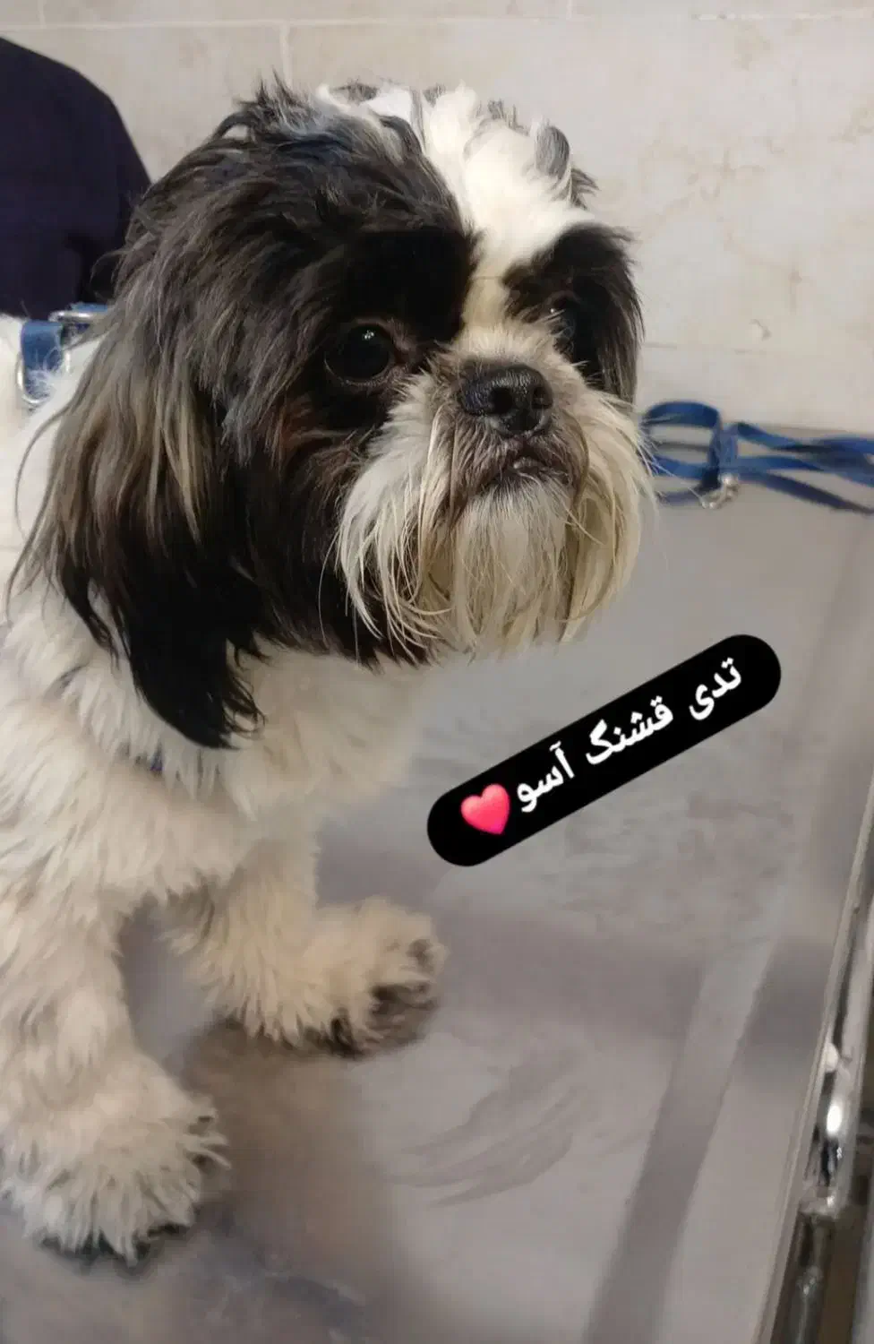 سگ شیتزو|حیوانات|اندیشه, اندیشه فاز ۱|دیوار