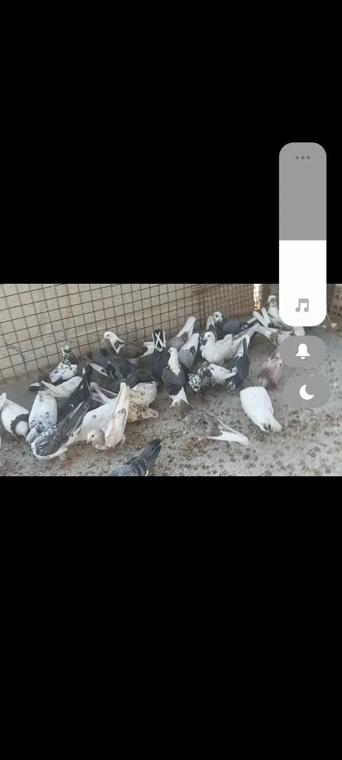 کبوتر تهرونی|پرنده|هشتگرد, فشند|دیوار