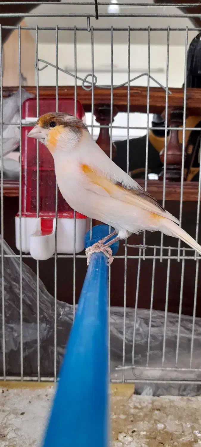 قناری نر|پرنده|خمینی‌شهر, |دیوار