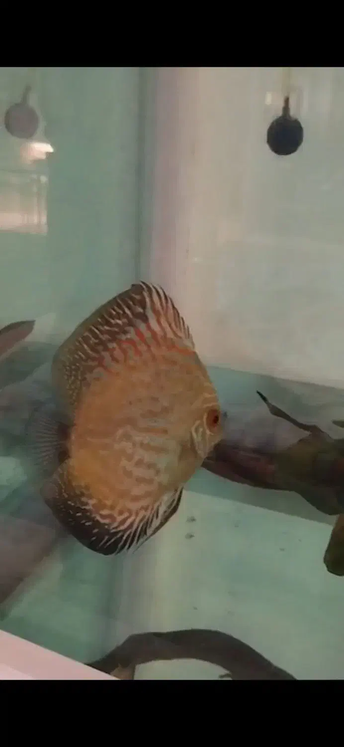 ماهی دیسکس|ماهی|شهریار, شهرک شاهد|دیوار