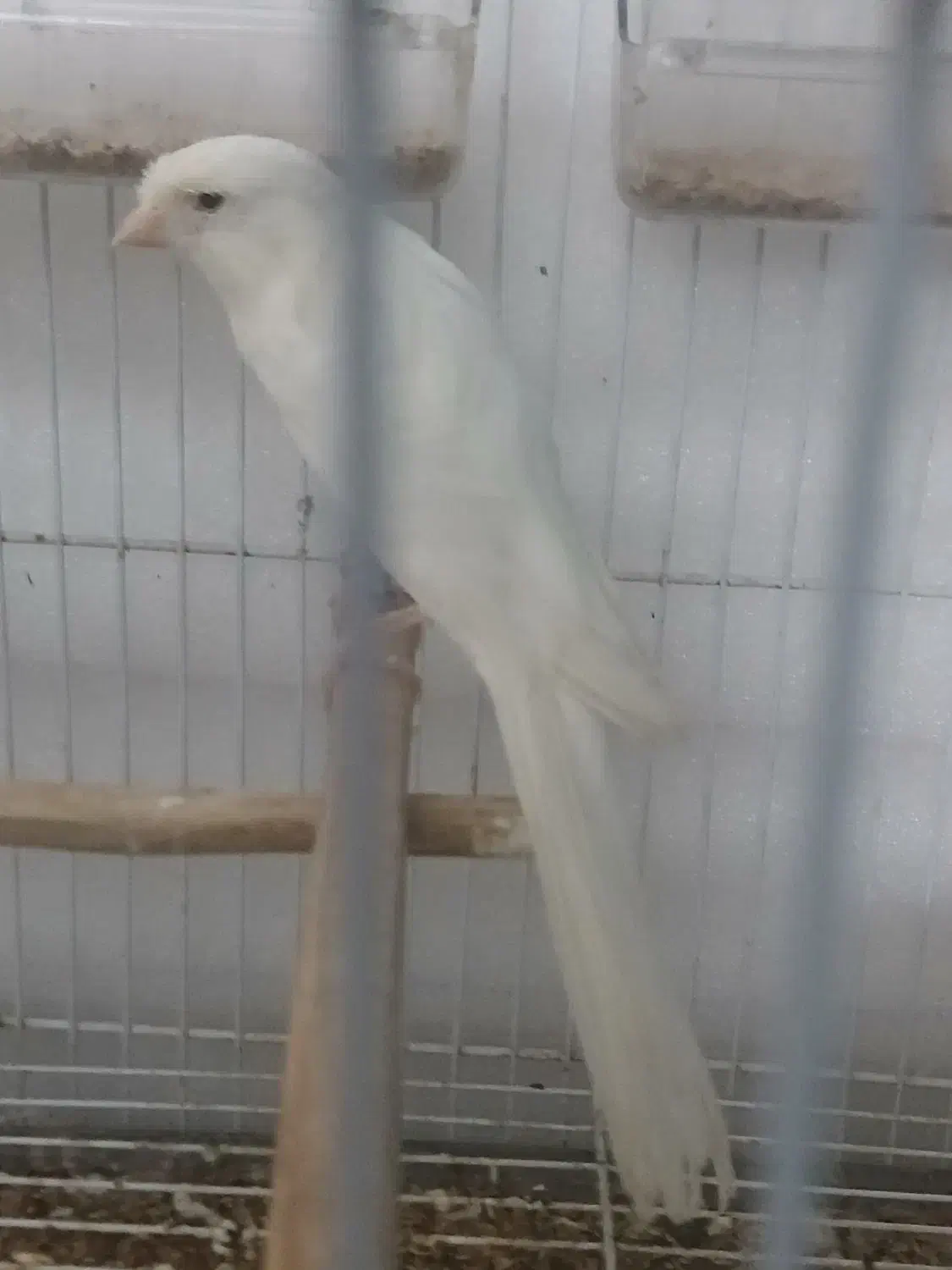 قناری رسمی نر|پرنده|قائم‌شهر, |دیوار