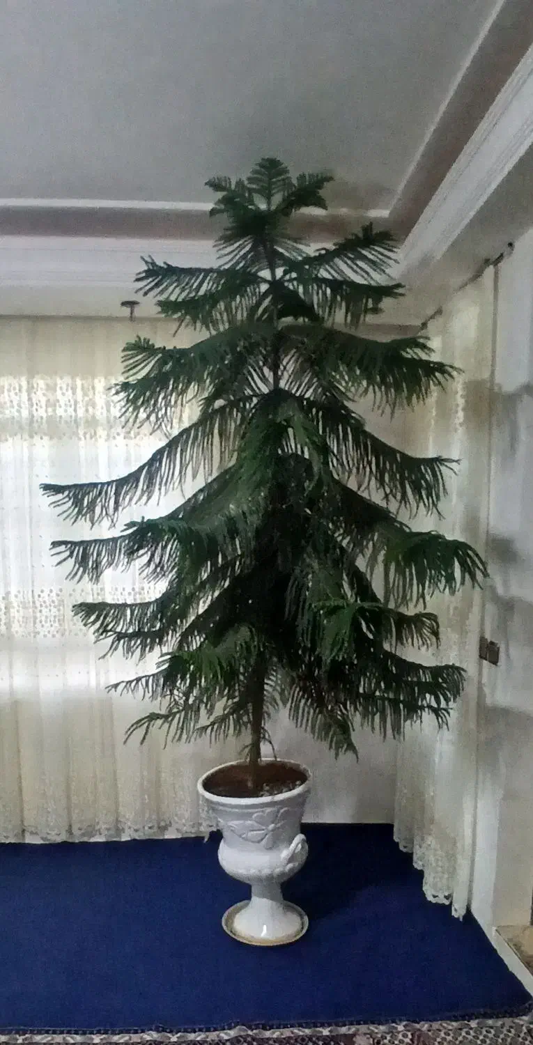 گل زیبا|گل و گیاه طبیعی|نهاوند, |دیوار