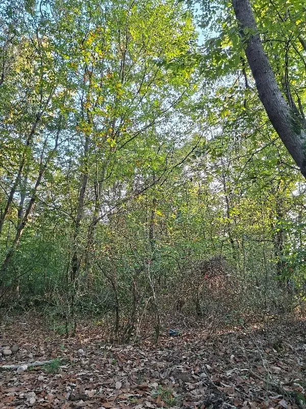 فروش فوری زمین|فروش زمین و ملک کلنگی|رشت, باهنر|دیوار