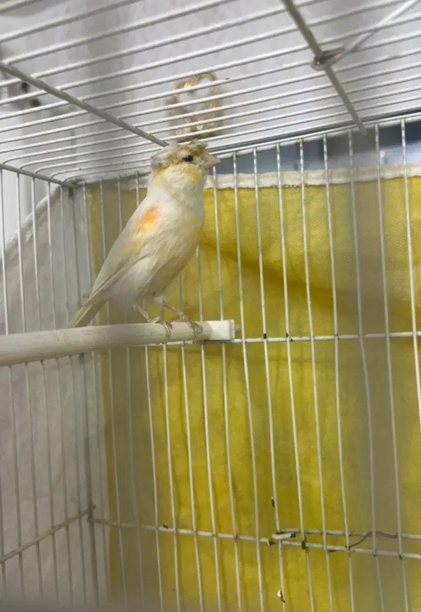 یک جفت قناری با ۵تا تخم|پرنده|مشهد, پنجتن|دیوار