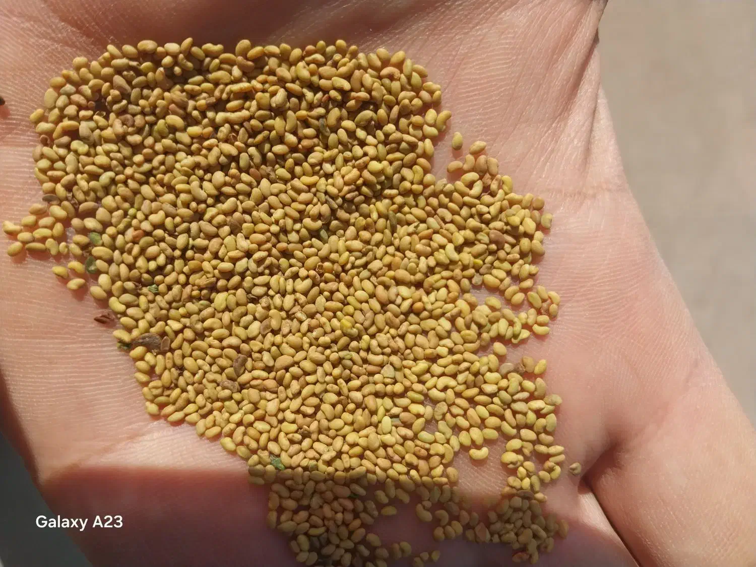 بذر یونجه|گل و گیاه طبیعی|شیراز, دشت چنار|دیوار