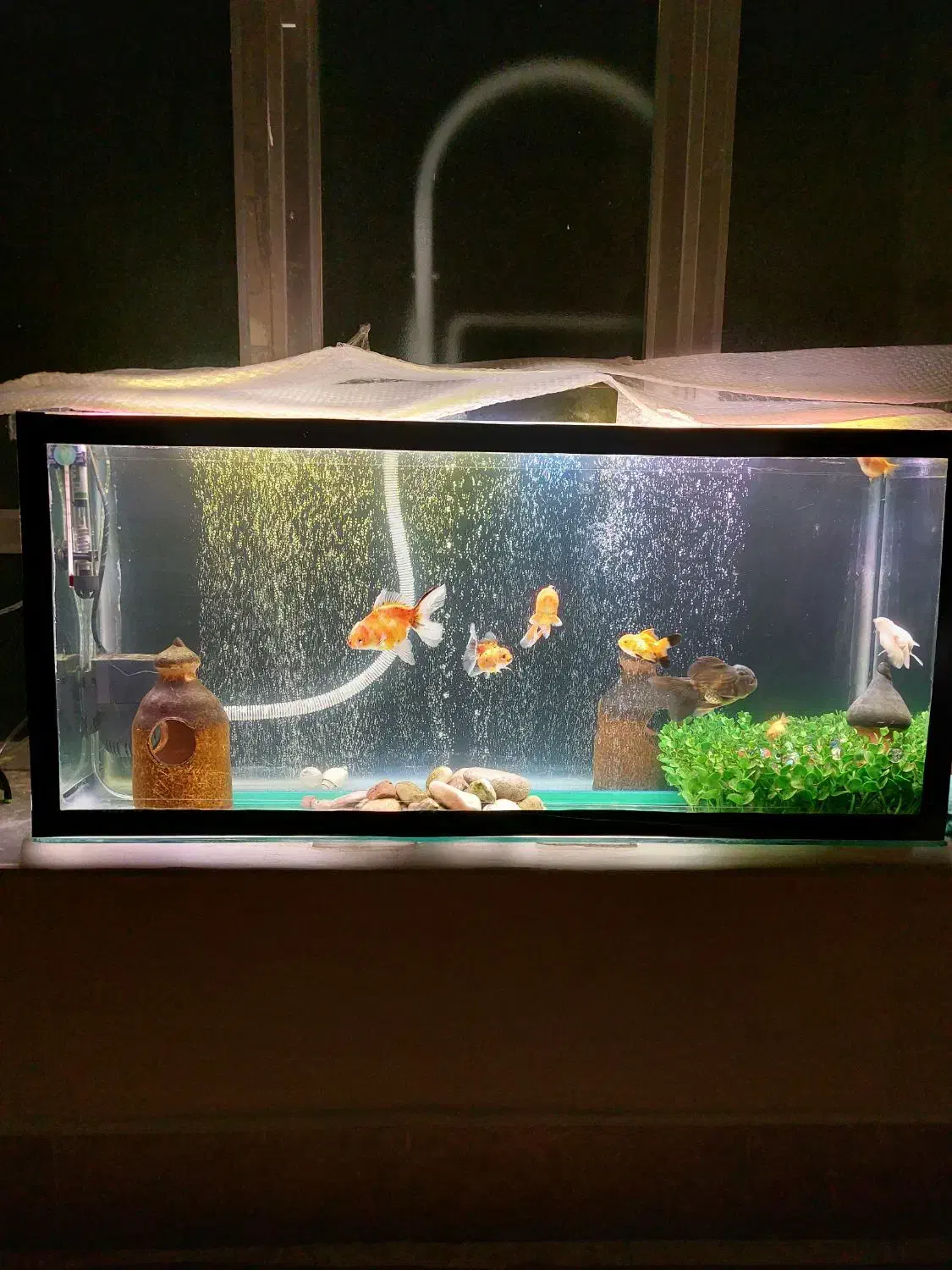 ماهی و آکواریم|ماهی|مرند, |دیوار