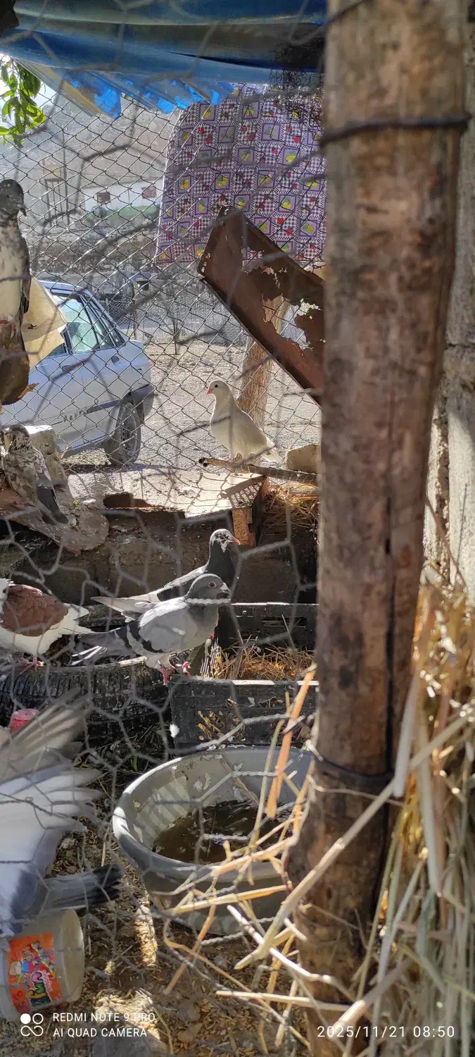 کفتر کبوتر|پرنده|پلدختر, |دیوار