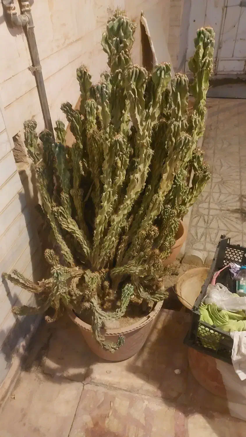 کاکتوس ارتفاع یه متری برای دکور و زیبایی|گل و گیاه طبیعی|کازرون, |دیوار