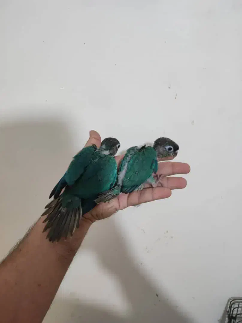 گرینجیک . عروس. ملنگو|پرنده|تهران, صادقیه|دیوار