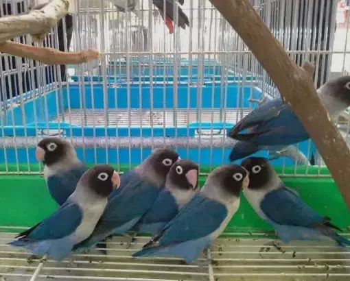 پرنده|پرنده|پردیس, فاز ۸|دیوار