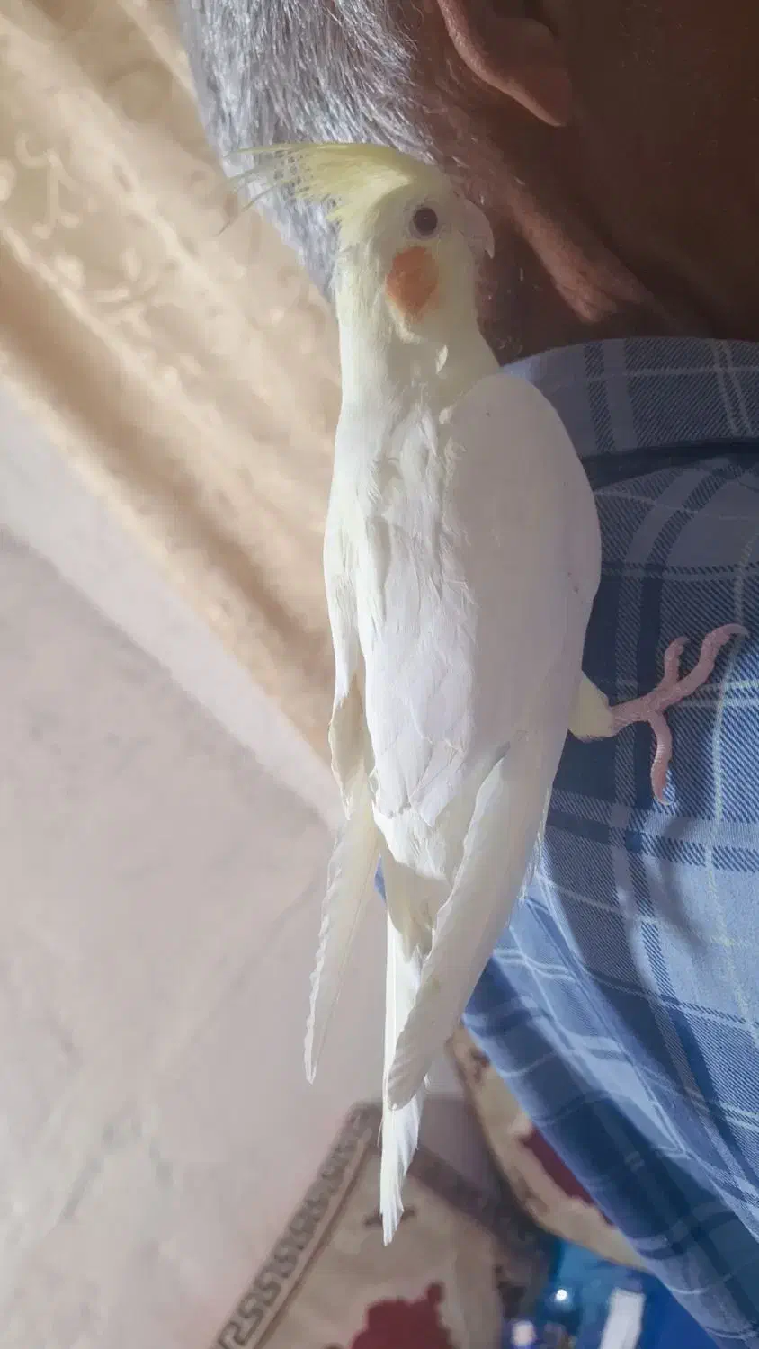 عروس هلندیم گم شده|پرنده|خورموج, |دیوار