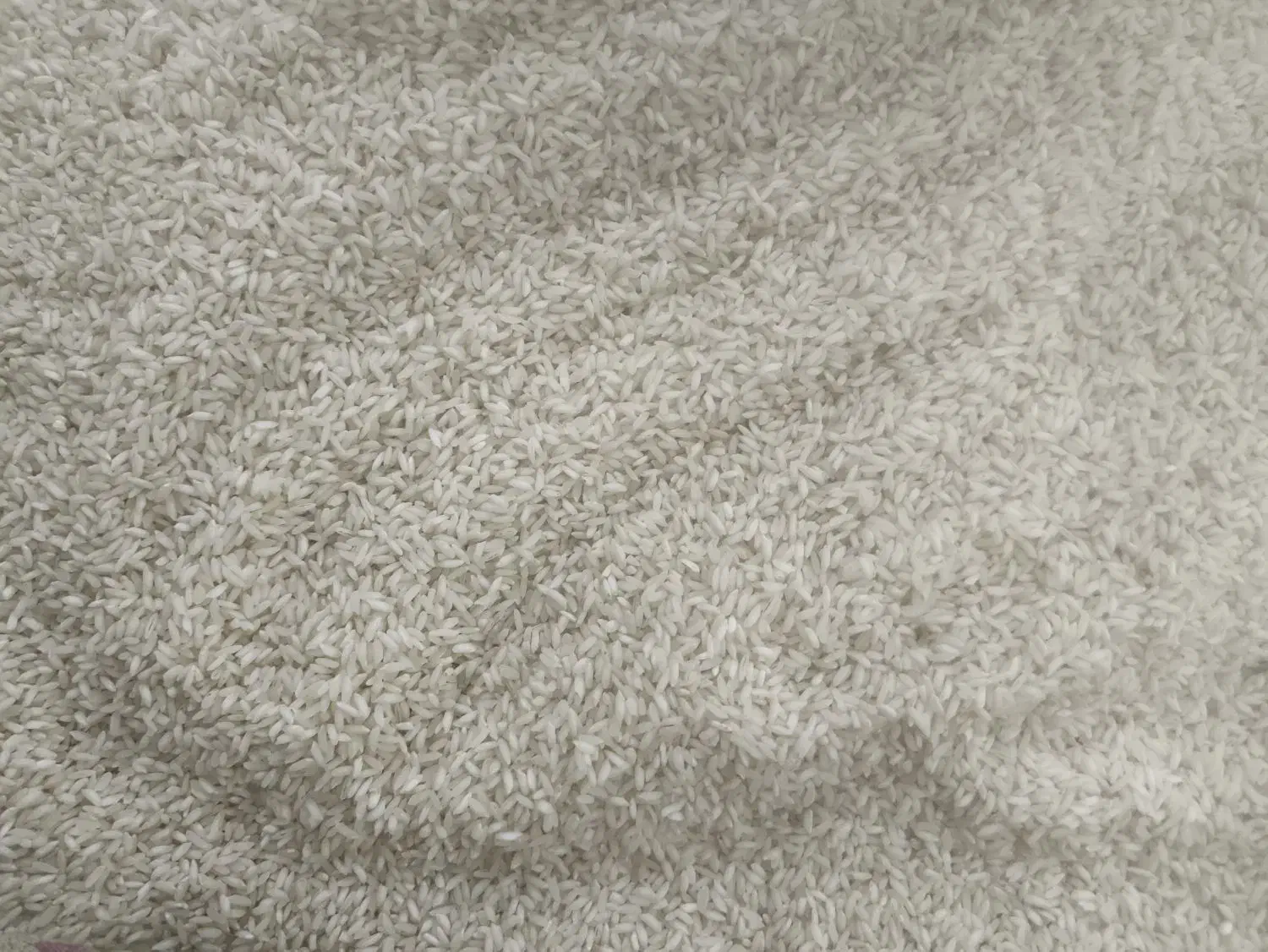 برنج ایرانی شیروان چرداول|خوردنی و آشامیدنی|بیستون, |دیوار