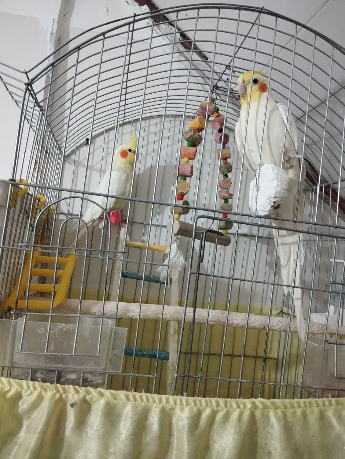 عروس هلندی|پرنده|سرپل ذهاب, |دیوار