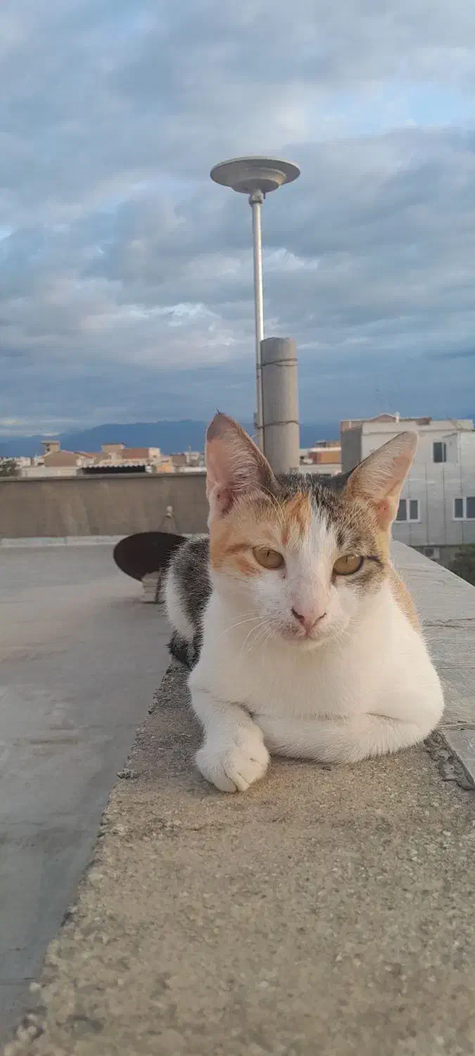 ۳ تا گربه خونگی و دستی واگذار میشود|گربه|گنبد کاووس, |دیوار