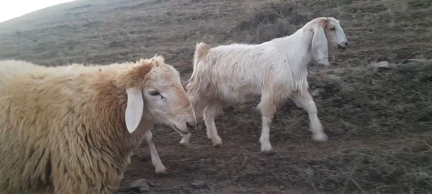 توغلی نر،نه از حاج محمد خریدم نه از عزیز علی|حیوانات مزرعه|انگوت, |دیوار