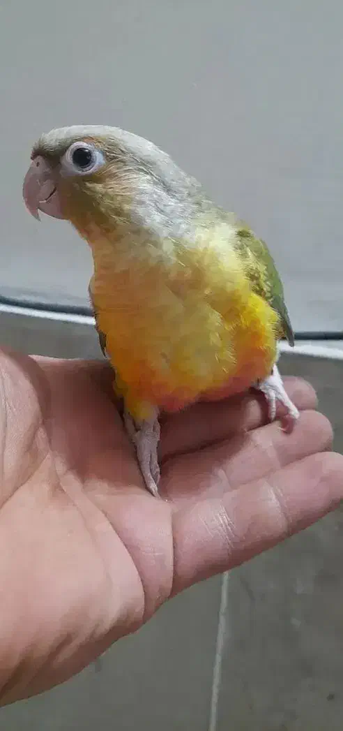 گرینچیک|پرنده|دورود, |دیوار