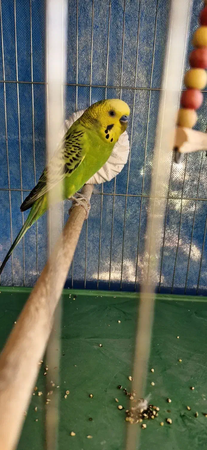 مرغ عشق نر واگذاری|پرنده|شاهینشهر, نظامی|دیوار