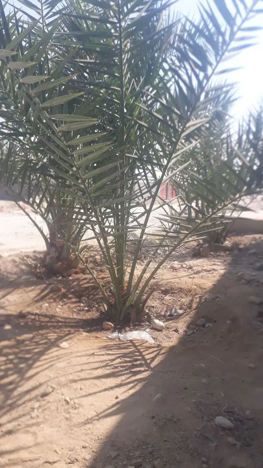 دمیت،پاجوش،فصیل خاصویی زردو|گل و گیاه طبیعی|مهر, |دیوار