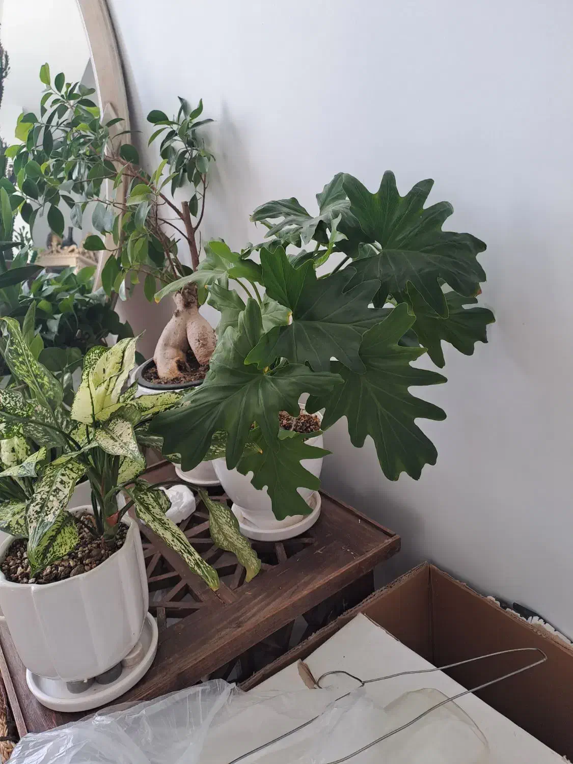 گل طبیعی رودهن فقط۲۰۰|گل و گیاه طبیعی|رودهن, |دیوار