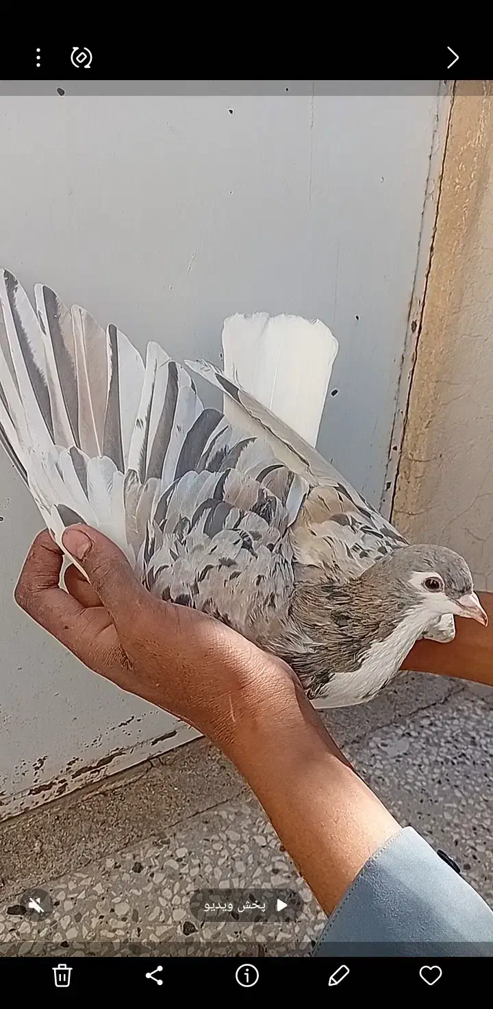 ۴ عدد ساده هفرنگ عتیقه|پرنده|تربتحیدریه, بی بی حسنیه|دیوار