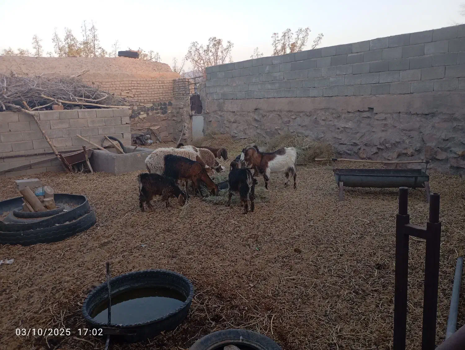 بز فروشی|حیوانات مزرعه|بیرجند, |دیوار