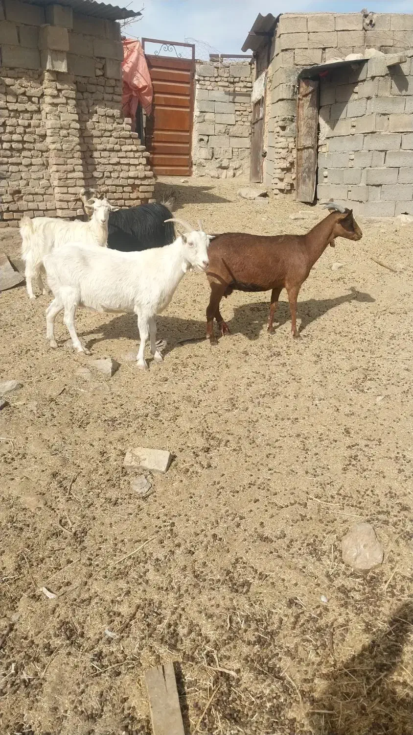 گوسفند|حیوانات مزرعه|قائن, |دیوار