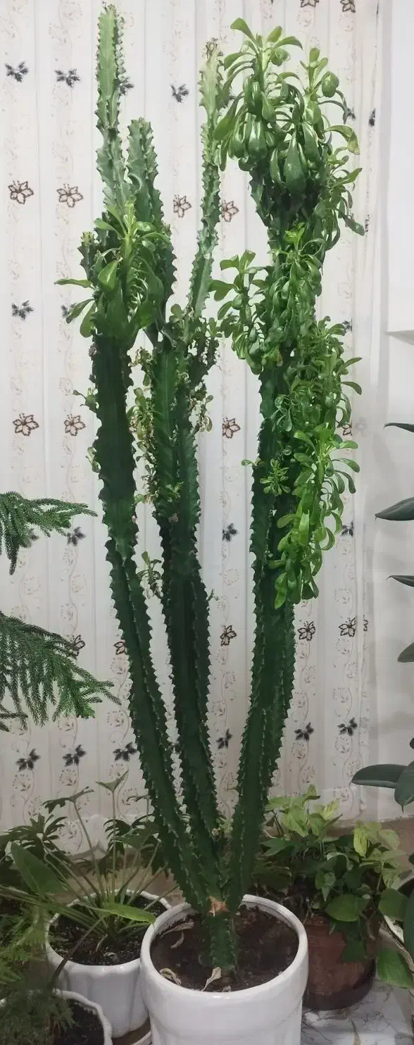 گل کاکتوس|گل و گیاه طبیعی|نمین, |دیوار