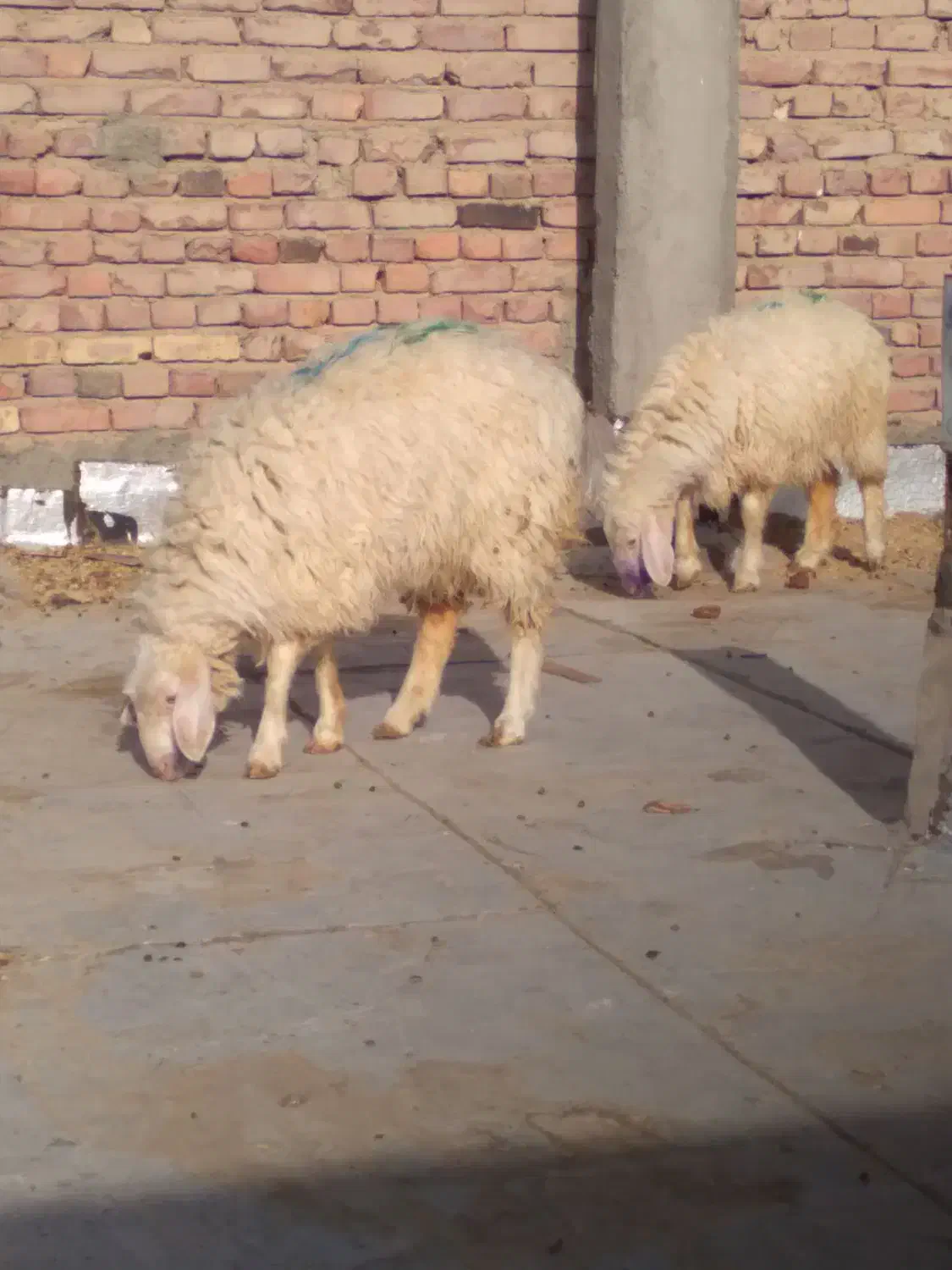 بره وبزغاله|حیوانات مزرعه|زاهدان, |دیوار