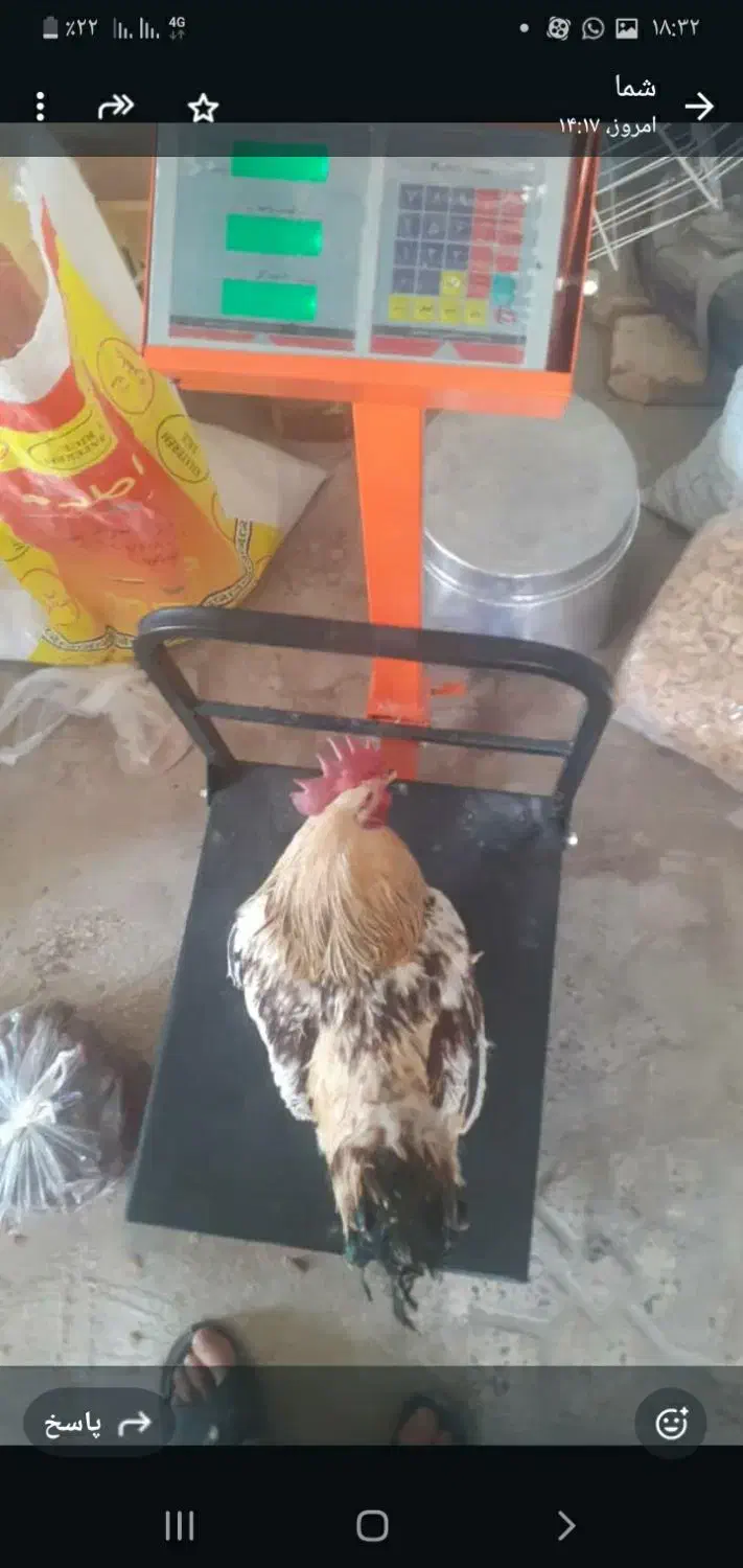 خروس محلی|حیوانات مزرعه|ایثار, |دیوار